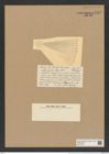 Actinocyclus clevei Castr. (de-Toni-Nr.: Genus 195, Species 4800/69) Zeichnungen Sammlung Grunow Nr. 8449 (NHMW-BOT-W0377902)